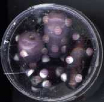 Glasperlen Tropfen lila-weiss